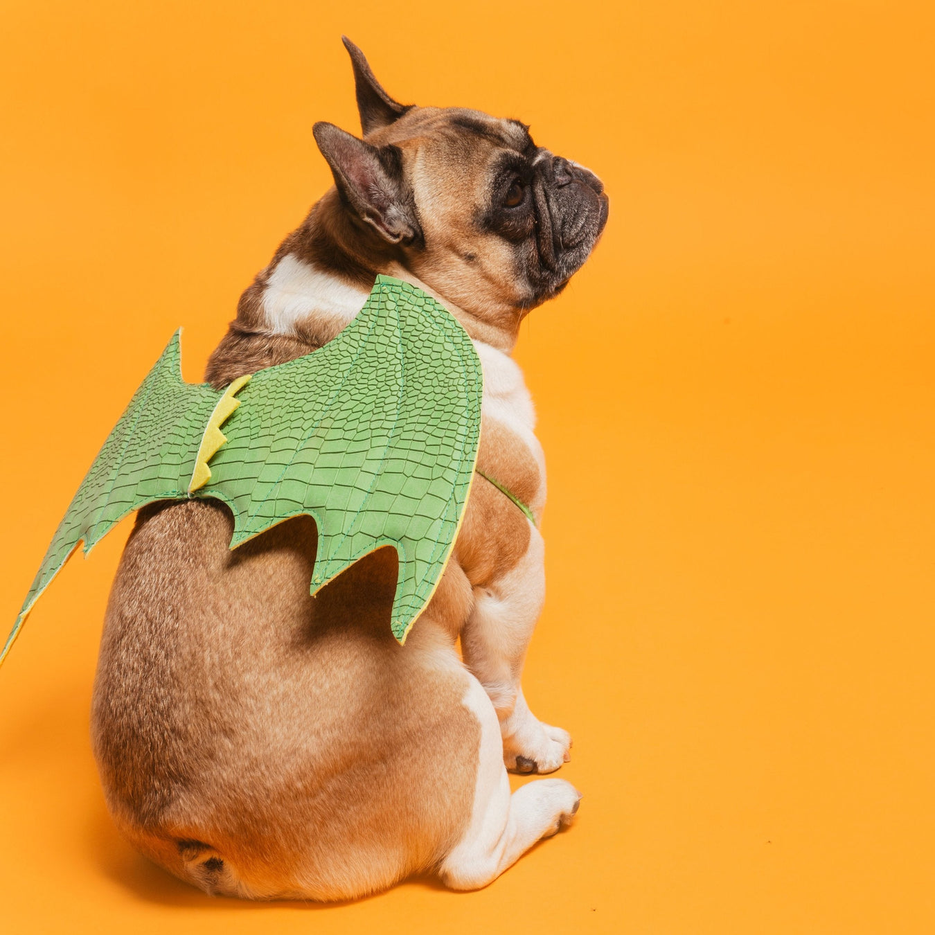 Animals & Pet Supplies